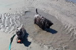 Deux Cairn Terrier dans la boue
