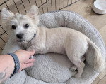 Un Cairn Terrier allongé sur un panier