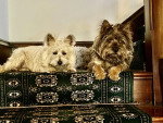 Deux Cairn Terrier allongés et regardant vers la caméra