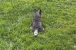 Un Cairn Terrier allongé sur un terrain herbeux