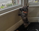 Un Cairn Terrier regardant par la fenêtre et portant un collier autour du cou