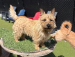 Un Cairn Terrier sur une table