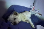 Un Cairn Terrier allongé sur un canapé