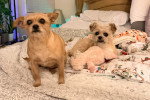 Deux Cairn Terrier sur un lit