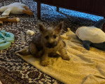 Un Cairn Terrier assis sur une couverture
