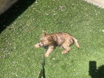 Un Cairn Terrier allongé sur une pelouse verte