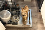 Un Cairn Terrier regardant vers la caméra