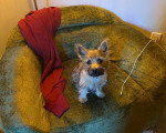 Un Cairn Terrier assis sur un fauteuil