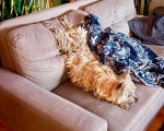 Un Cairn Terrier allongé sur un canapé