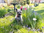 Un Cairn Terrier assis dans un jardin