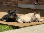 Deux Cairn Terrier allongés et regardant vers la caméra
