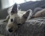 Un Cairn Terrier allongé sur un canapé