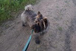 Un Cairn Terrier sur un sentier 