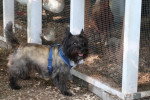 Un Cairn Terrier portant un harnais et regardant vers la caméra