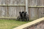 Deux Cairn Terrier sur un terrain herbeux