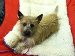 Mocha - Cairn Terrier Femelle (1 an)