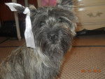 dejavu modeling - Cairn Terrier Femelle (11 mois)
