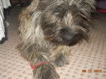 deja modeling - Cairn Terrier Femelle (11 mois)