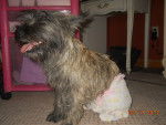 deja modeling - Cairn Terrier Femelle (11 mois)
