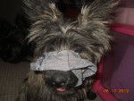 deja modeling - Cairn Terrier Femelle (11 mois)