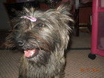 deja modeling - Cairn Terrier Femelle (11 mois)