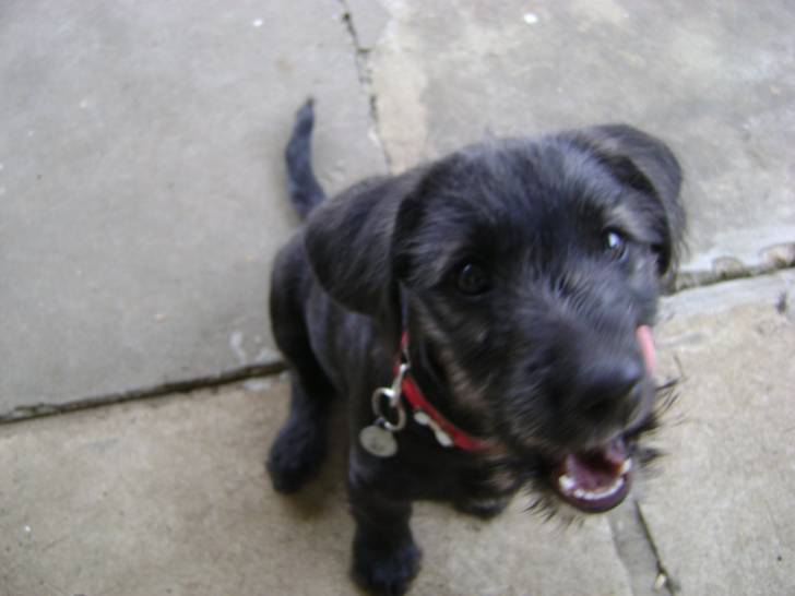 winylu - Cairn Terrier Femelle (4 mois)