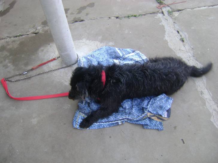 Winylu - Cairn Terrier Femelle (1 an)