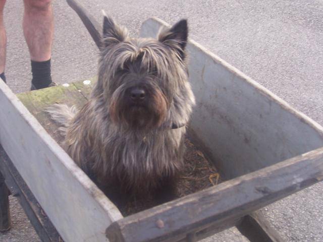 cairn terrier voyou - Cairn Terrier
