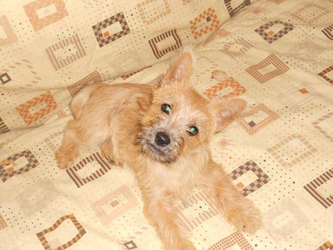 Heavy cairn Terrier femelle 4 mois - Cairn Terrier (4 mois)