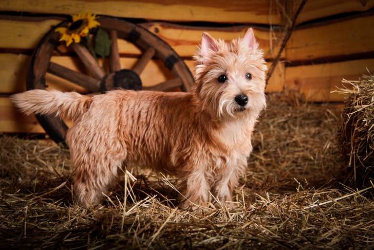 Photo Cairn Terrier