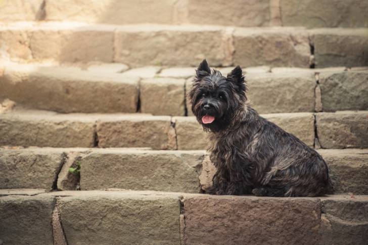 Photo Cairn Terrier
