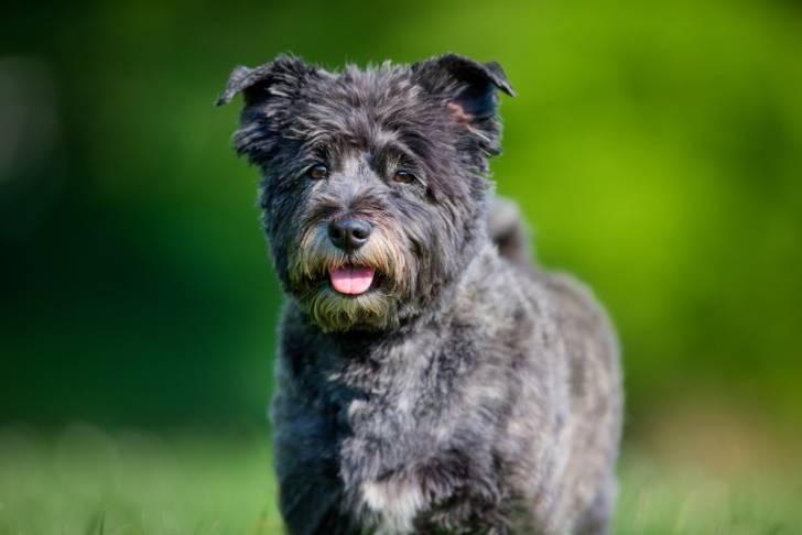 Photo Cairn Terrier