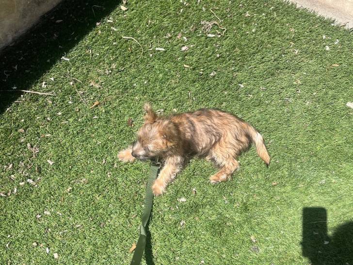 Un Cairn Terrier allongé sur une pelouse verte