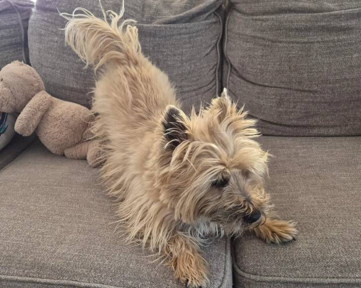 Un Cairn Terrier allongé sur un canapé