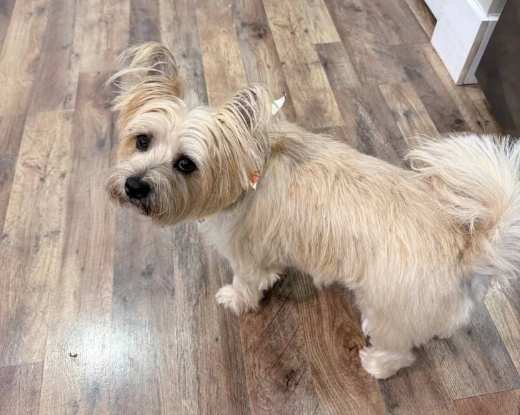 Un Cairn Terrier sur un parquet et regardant vers la caméra