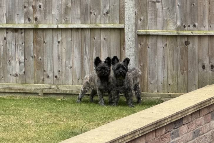 Deux Cairn Terrier sur un terrain herbeux