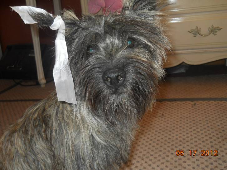 dejavu modeling - Cairn Terrier Femelle (11 mois)