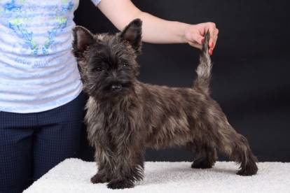 Une femme tient la queue d'un petit Cairn Terrier