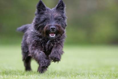 Un Cairn Terrier noir court dans l'herbe