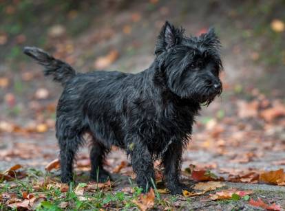 Un Cairn Terrier noir au milieu des feuilles mortes