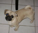 mafalda - Carlin (1 an)