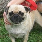 China - Carlin (8 ans)