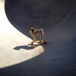 Otis - Carlin Mâle (2 ans)