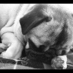 Minyo - Carlin Mâle (6 ans)