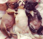 Arnold , Pugsy , Sand Bag - Carlin Mâle (1 mois)