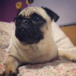 Lucas - Carlin Mâle (2 ans)