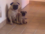 rocky y mini - Carlin Mâle (3 ans)