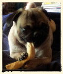 Sandy - Carlin (9 mois)