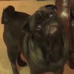 Edgar - Carlin Mâle (2 ans)