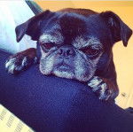 Rockwell - Carlin Mâle (9 ans)